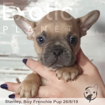 Stanley Blue Fawn/Red Male Frenchie Puppy POA